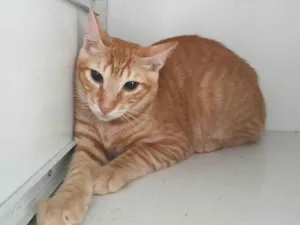 Gato raça SRD-ViraLata idade 2 a 6 meses nome Lukinha