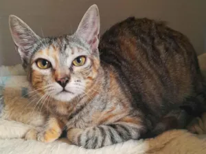 Gato raça srd idade 2 a 6 meses nome Belle