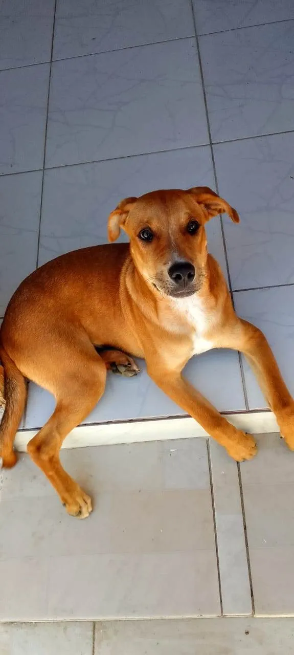 Cachorro ra a Rottweiler/porte médio  idade 2 a 6 meses nome Tyson 