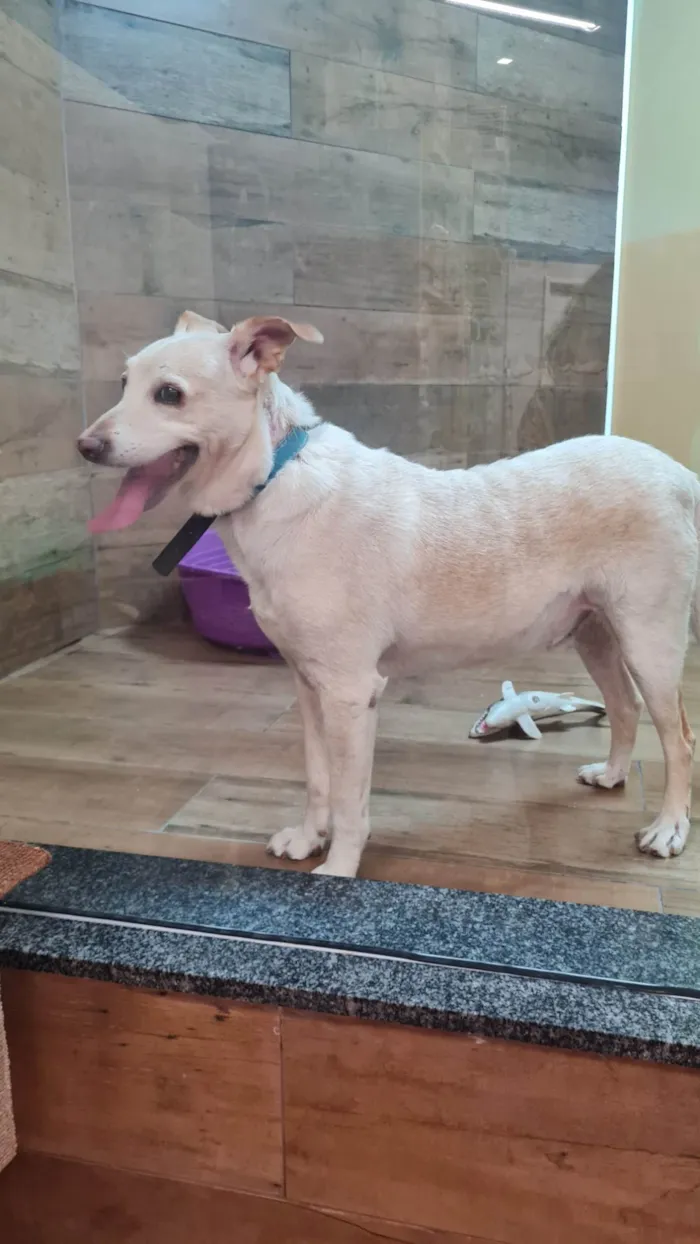 Cachorro ra a SRD-ViraLata idade 6 ou mais anos nome VITORIO