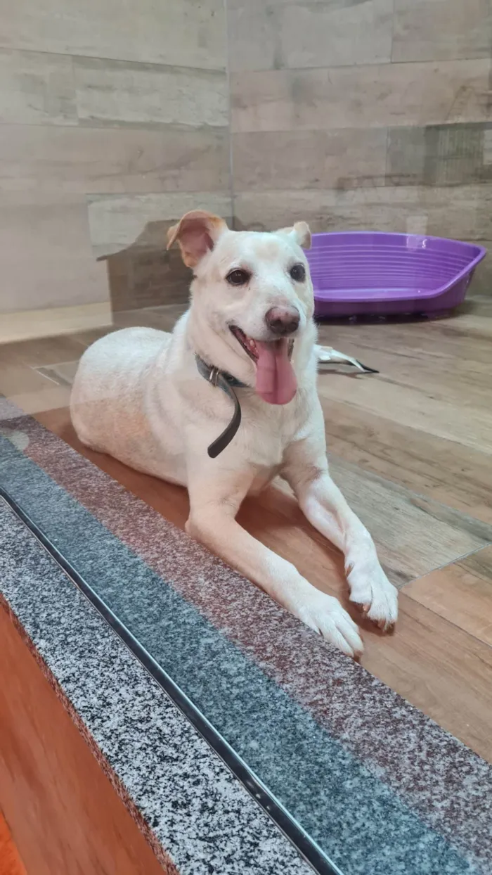 Cachorro ra a SRD-ViraLata idade 6 ou mais anos nome VITORIO