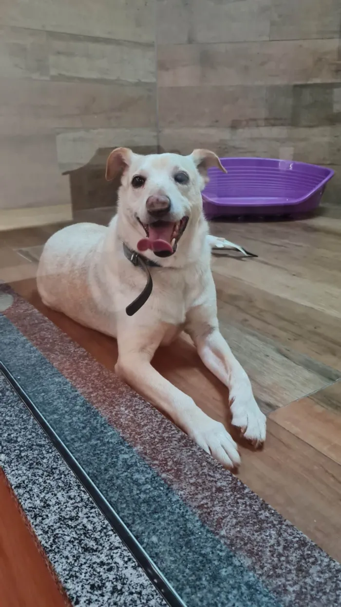 Cachorro ra a SRD-ViraLata idade 6 ou mais anos nome VITORIO