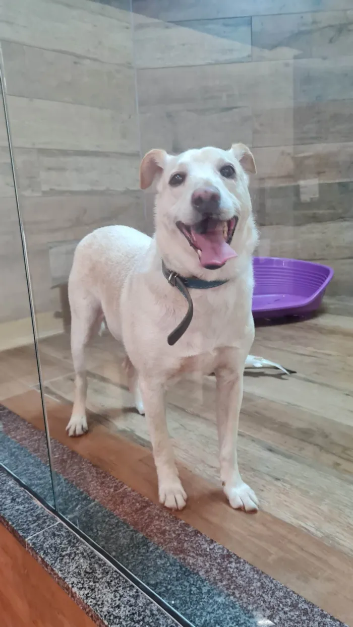 Cachorro ra a SRD-ViraLata idade 6 ou mais anos nome VITORIO