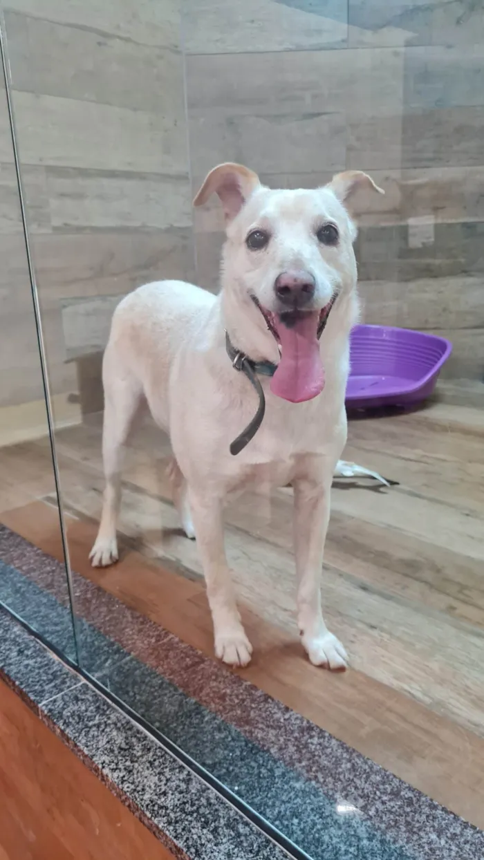 Cachorro ra a SRD-ViraLata idade 6 ou mais anos nome VITORIO