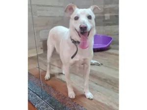 Cachorro raça SRD-ViraLata idade 6 ou mais anos nome VITORIO