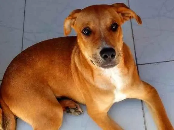 Cachorro ra a Rottweiler/porte médio  idade 2 a 6 meses nome Tyson 