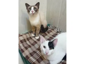 Gato raça srd idade 7 a 11 meses nome Caetano & Bernardo