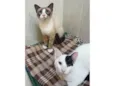 Caetano & Bernardo