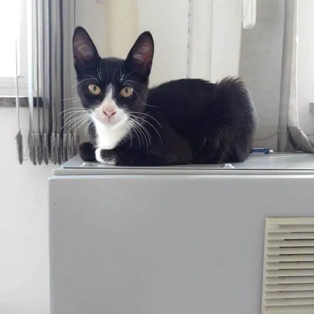 Gato ra a Indefinida idade 2 a 6 meses nome Sem nome
