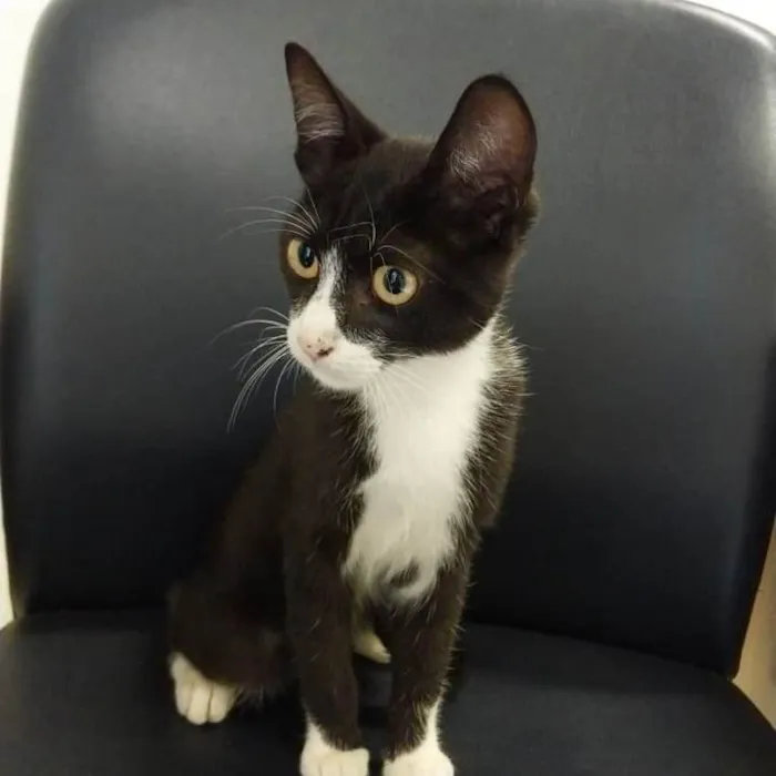 Gato ra a Indefinida idade 2 a 6 meses nome Sem nome