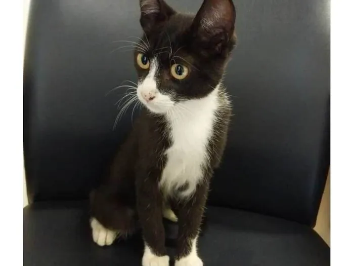Gato ra a Indefinida idade 2 a 6 meses nome Sem nome