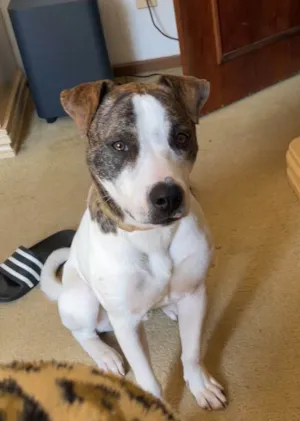 Cachorro raça SRD-ViraLata idade 1 ano nome Bart