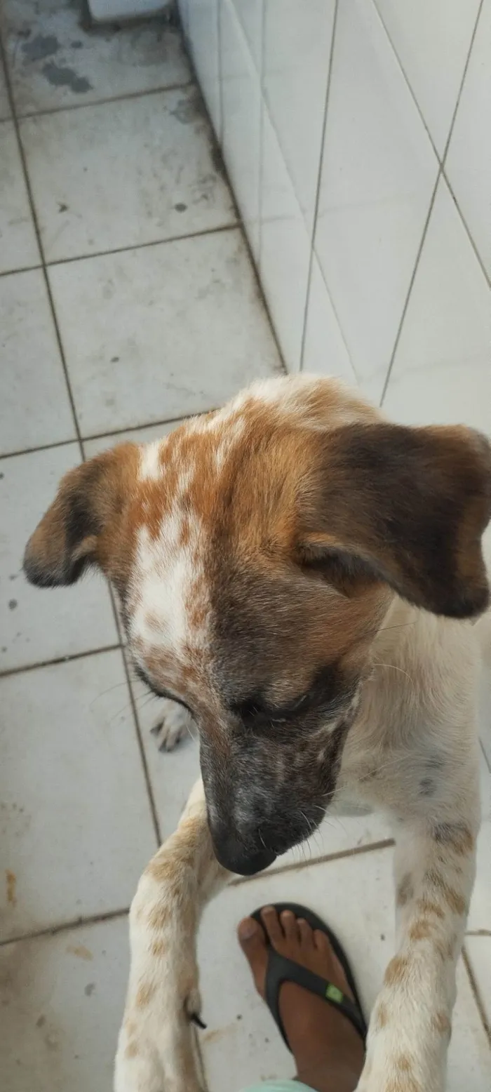 Cachorro ra a SRD-ViraLata idade 2 a 6 meses nome Guerreiro 