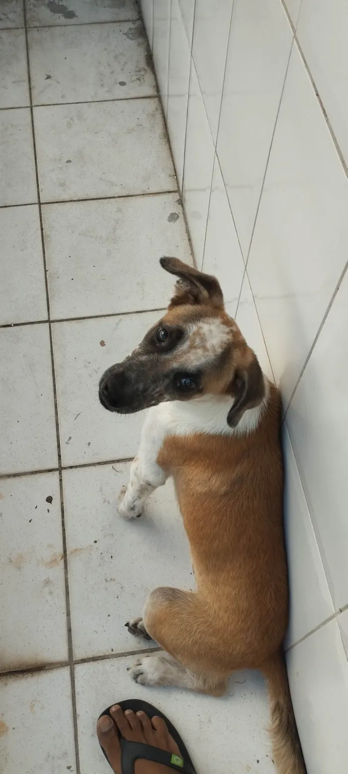 Cachorro ra a SRD-ViraLata idade 2 a 6 meses nome Guerreiro 