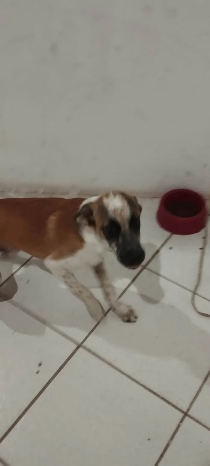 Cachorro ra a SRD-ViraLata idade 2 a 6 meses nome Guerreiro 