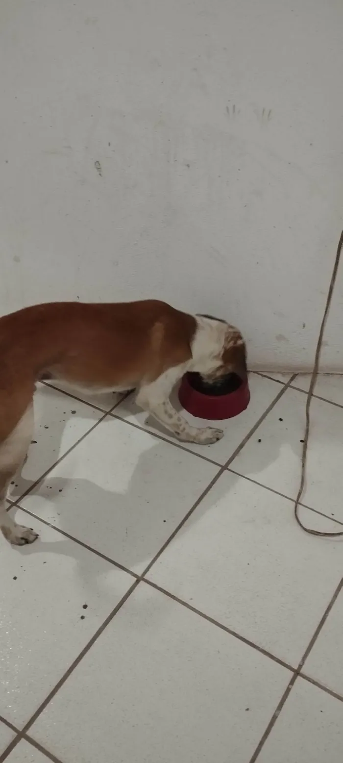 Cachorro ra a SRD-ViraLata idade 2 a 6 meses nome Guerreiro 