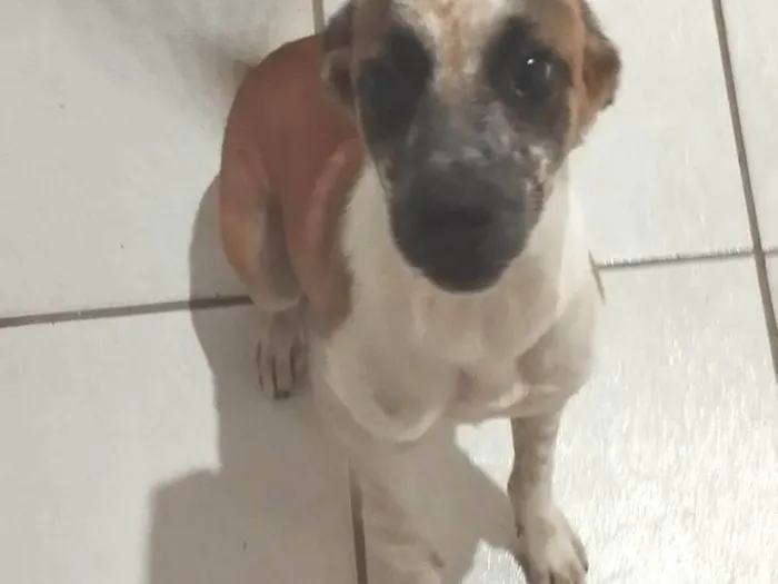 Cachorro ra a SRD-ViraLata idade 2 a 6 meses nome Guerreiro 