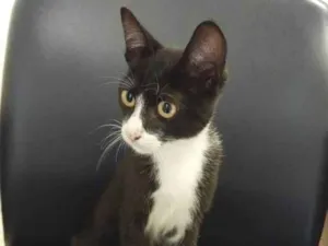 Gato raça Indefinida idade 2 a 6 meses nome Sem nome