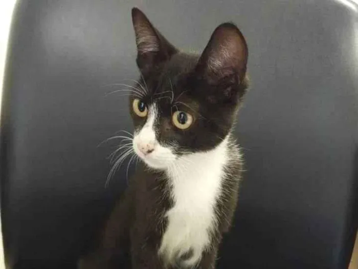 Gato ra a Indefinida idade 2 a 6 meses nome Sem nome