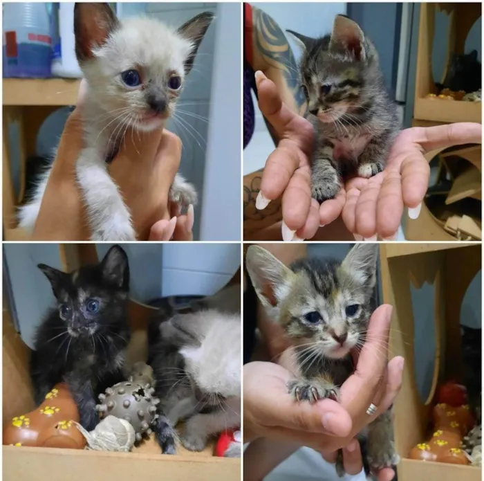 Gato ra a SRD-ViraLata idade 2 a 6 meses nome Tico / Teco / Tom / Titi