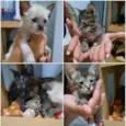Tico / Teco / Tom / Titi