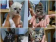 Tico / Teco / Tom / Titi