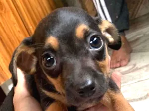Cachorro raça SRD-ViraLata idade 2 a 6 meses nome Rocky