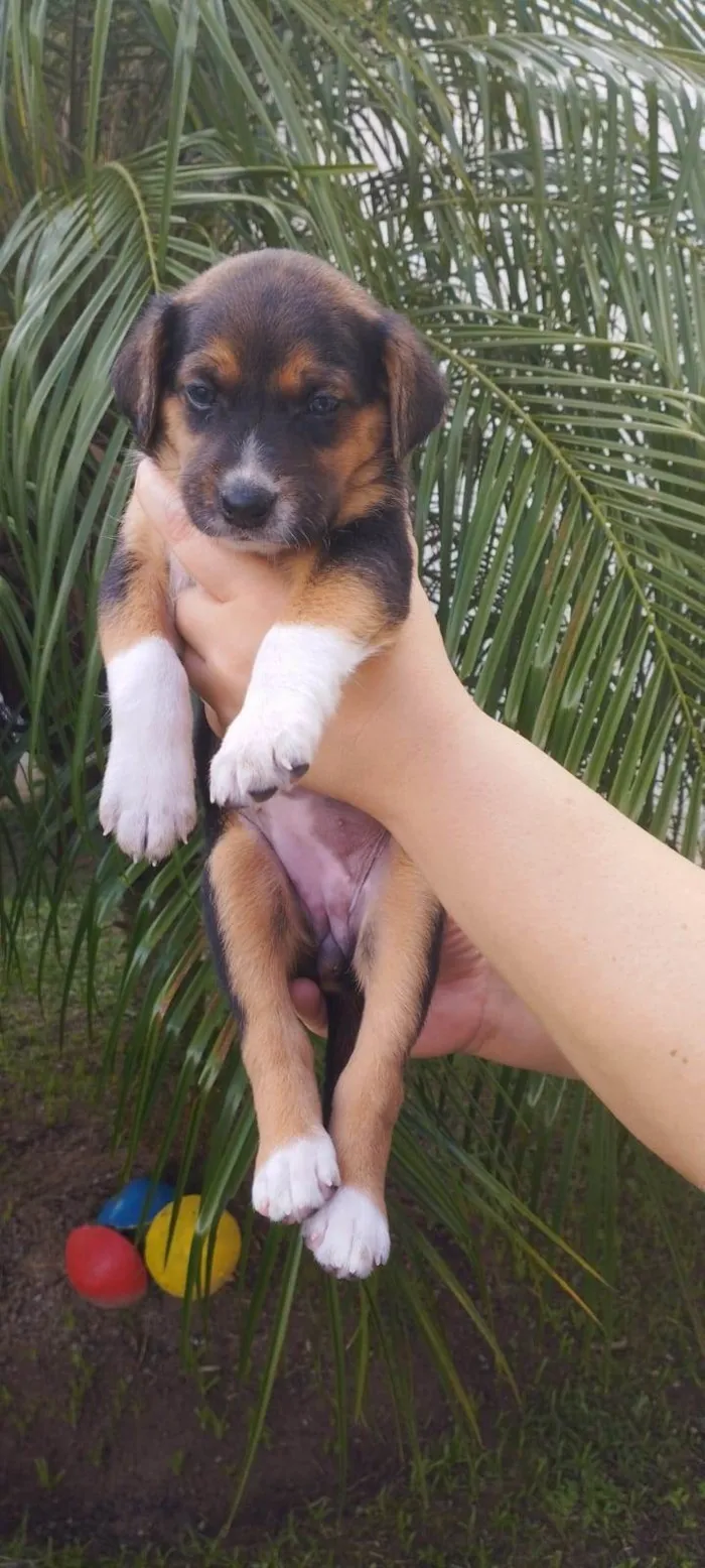 Cachorro ra a SRD-ViraLata idade Abaixo de 2 meses nome Mari