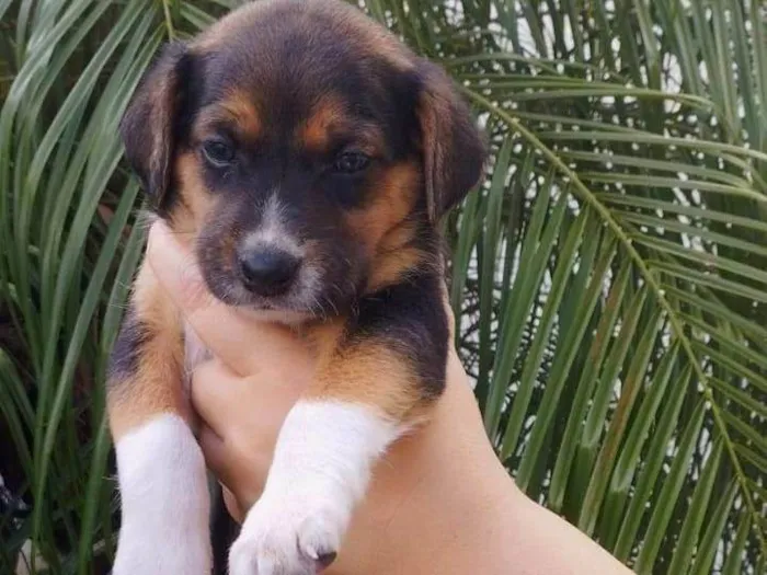 Cachorro ra a SRD-ViraLata idade Abaixo de 2 meses nome Mari