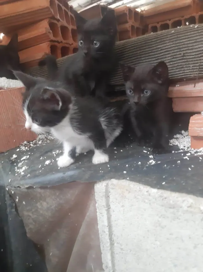 Gato ra a SRD-ViraLata idade 2 a 6 meses nome Bbzinhos