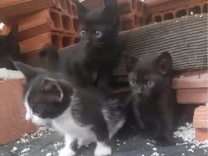 Gato raça SRD-ViraLata idade 2 a 6 meses nome Bbzinhos