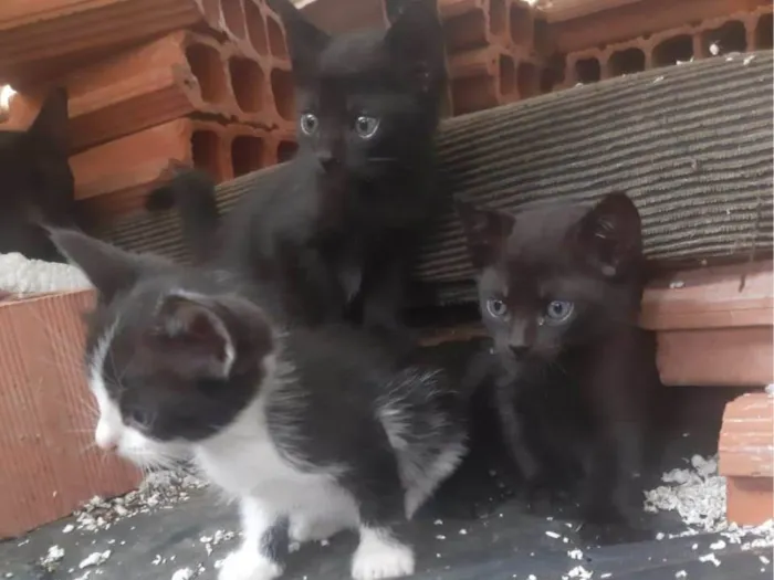 Gato ra a SRD-ViraLata idade 2 a 6 meses nome Bbzinhos