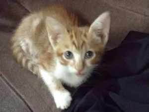 Gato raça SRD-ViraLata idade 2 a 6 meses nome Lindos bebes para adocao