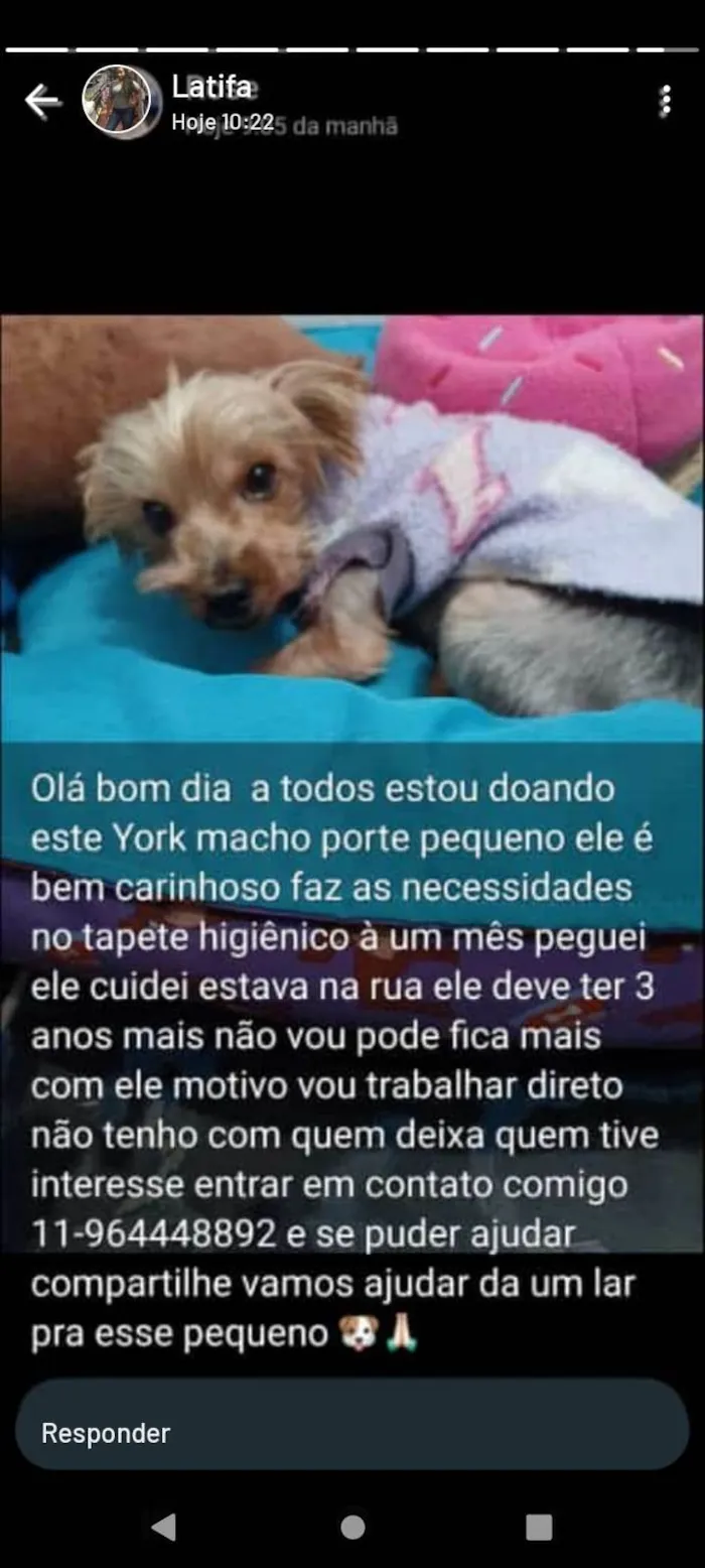 Cachorro ra a Yorkshire idade 3 anos nome Bb