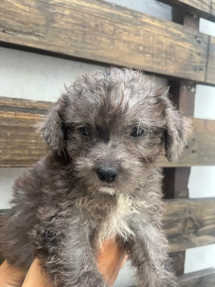 Cachorro ra a SRD-ViraLata idade Abaixo de 2 meses nome Blue