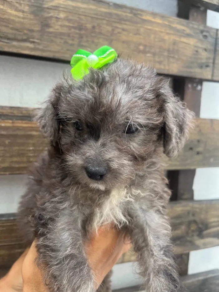 Cachorro ra a SRD-ViraLata idade Abaixo de 2 meses nome Blue