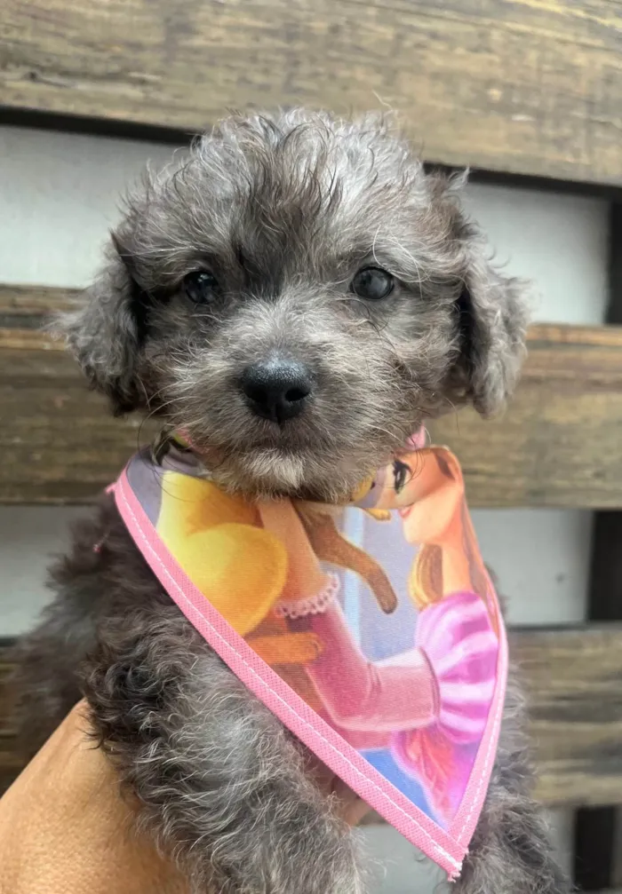 Cachorro ra a SRD-ViraLata idade Abaixo de 2 meses nome Blue