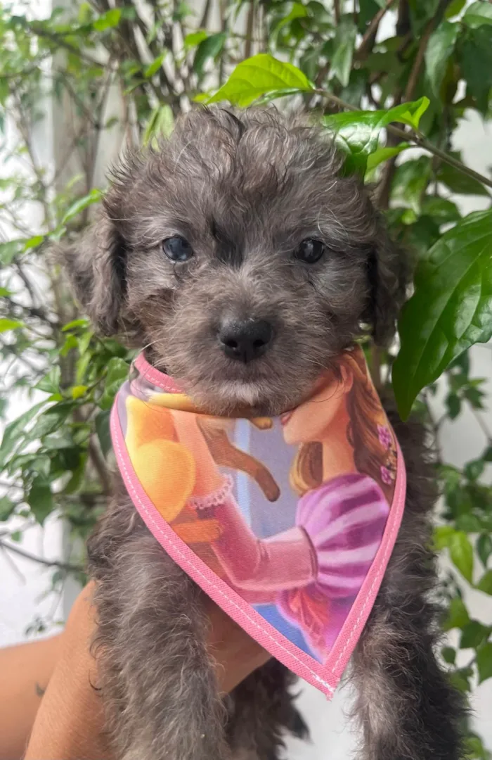 Cachorro ra a SRD-ViraLata idade Abaixo de 2 meses nome Blue