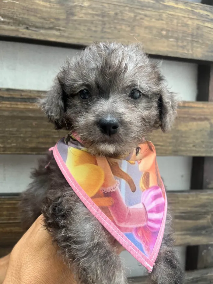 Cachorro ra a SRD-ViraLata idade Abaixo de 2 meses nome Blue