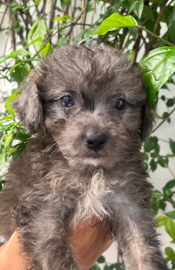 Cachorro ra a SRD-ViraLata idade Abaixo de 2 meses nome Blue