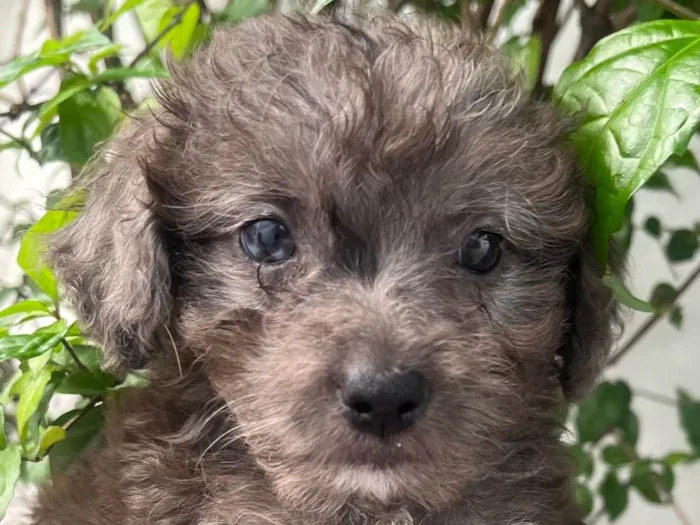 Cachorro ra a SRD-ViraLata idade Abaixo de 2 meses nome Blue