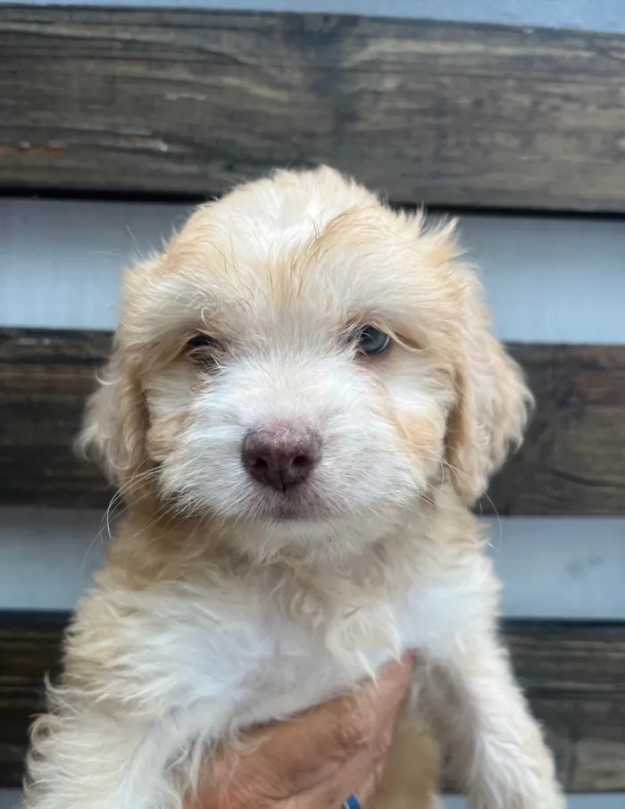 Cachorro ra a SRD-ViraLata idade Abaixo de 2 meses nome Breno