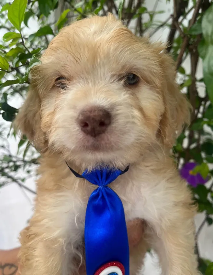Cachorro ra a SRD-ViraLata idade Abaixo de 2 meses nome Breno