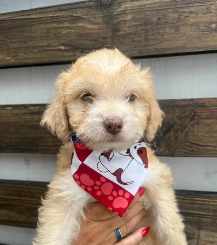 Cachorro ra a SRD-ViraLata idade Abaixo de 2 meses nome Breno