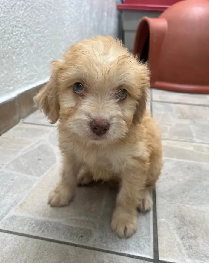 Cachorro ra a SRD-ViraLata idade Abaixo de 2 meses nome Breno
