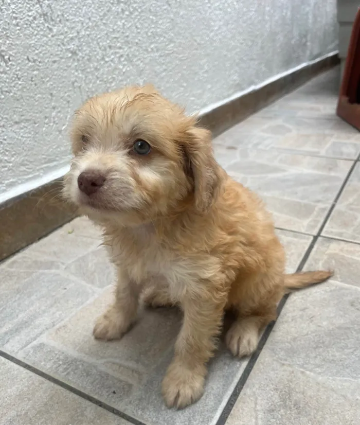 Cachorro ra a SRD-ViraLata idade Abaixo de 2 meses nome Breno