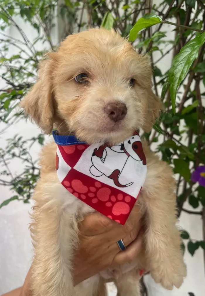 Cachorro ra a SRD-ViraLata idade Abaixo de 2 meses nome Breno