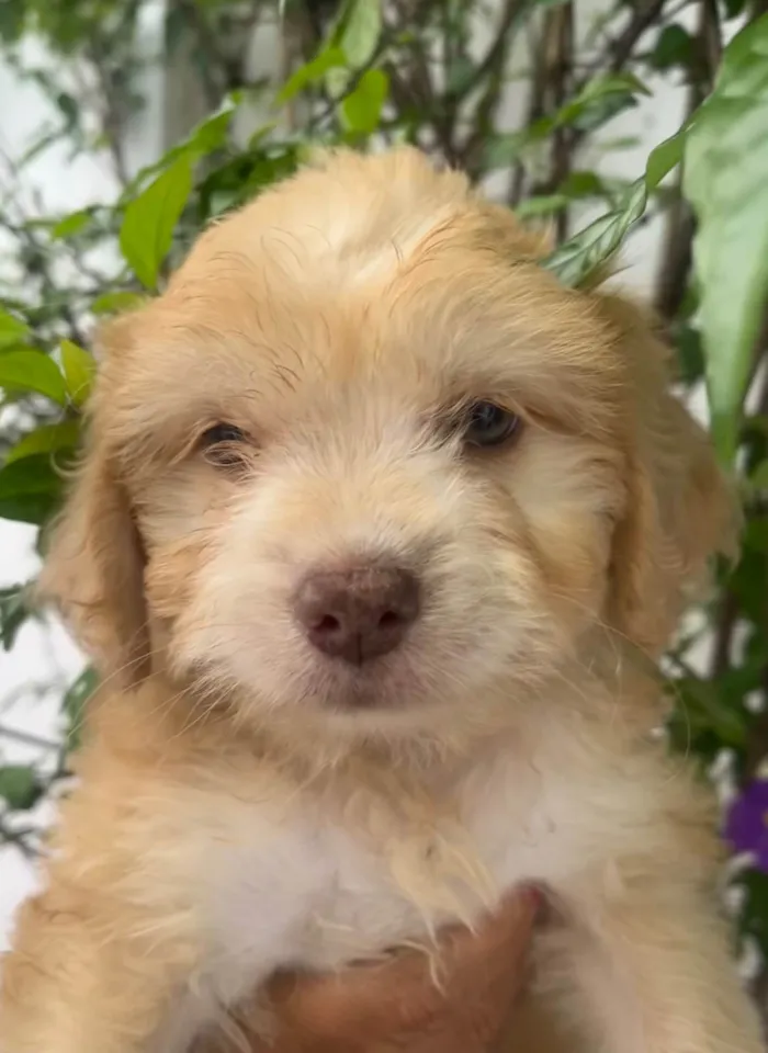 Cachorro ra a SRD-ViraLata idade Abaixo de 2 meses nome Breno