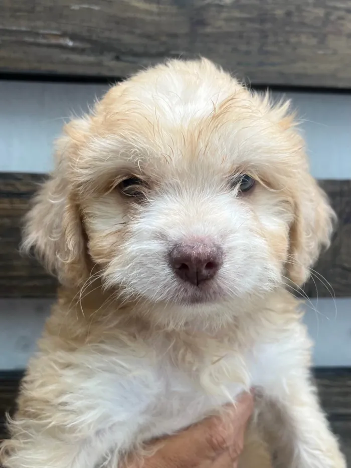 Cachorro ra a SRD-ViraLata idade Abaixo de 2 meses nome Breno