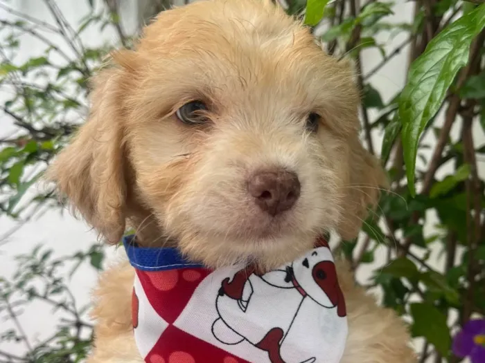 Cachorro ra a SRD-ViraLata idade Abaixo de 2 meses nome Breno